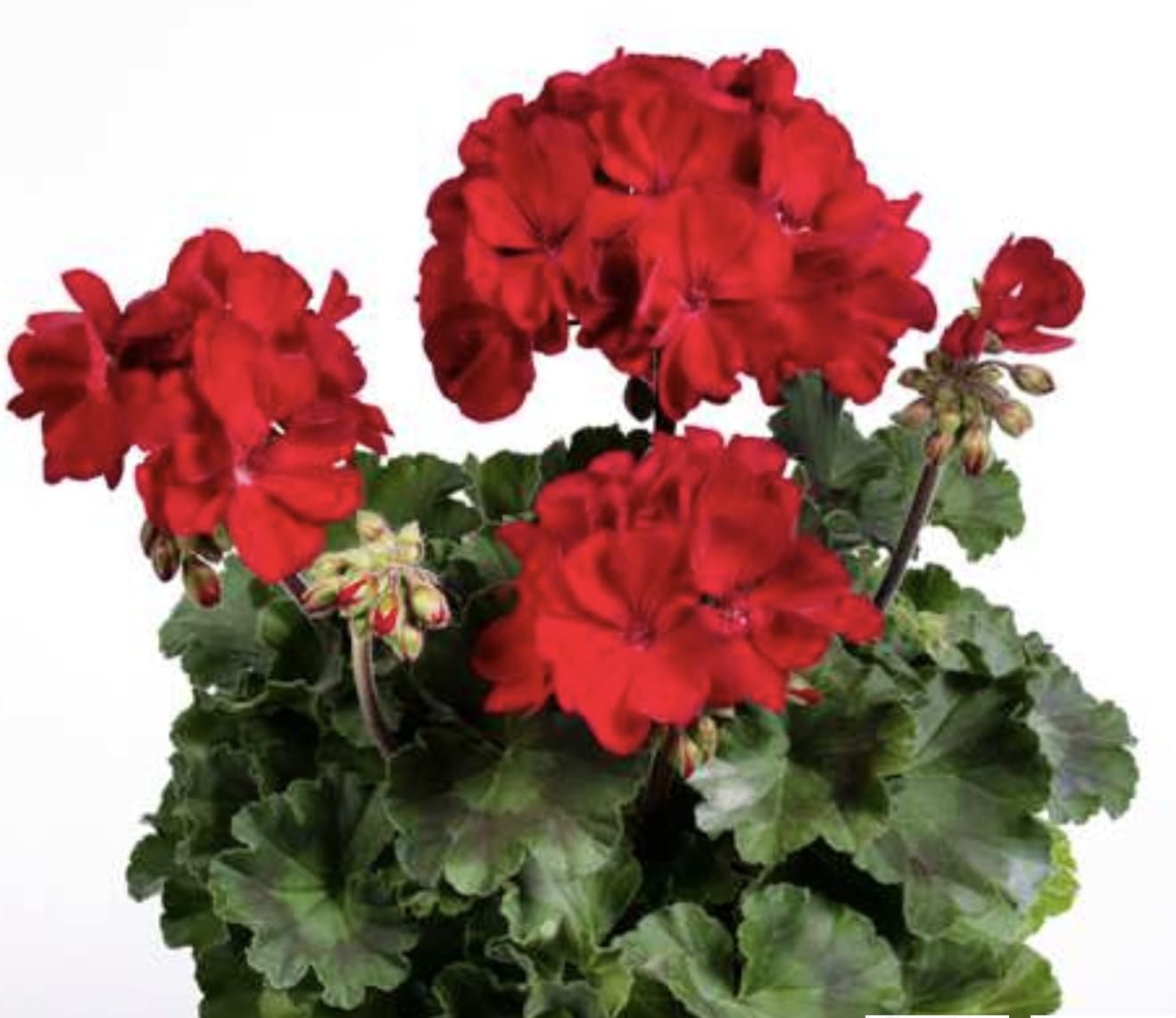 Pelargonia hybrydowa &#39;Summer Lovers® Ruby&#39; Pelargonium interspecyfic