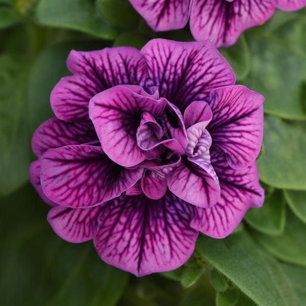 Petunia zwisająca podwójna &#39;Hot Pink Veins&#39; Petunia hybrida
