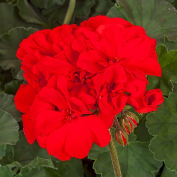 Pelargonia stojąca ciemnolistna Czerwona Pelargonium zonale