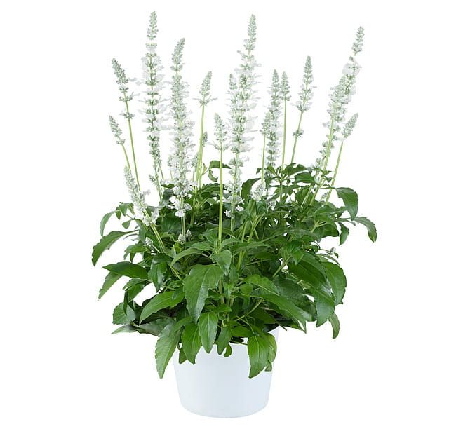 Szałwia MAXI biała Salvia farinacea