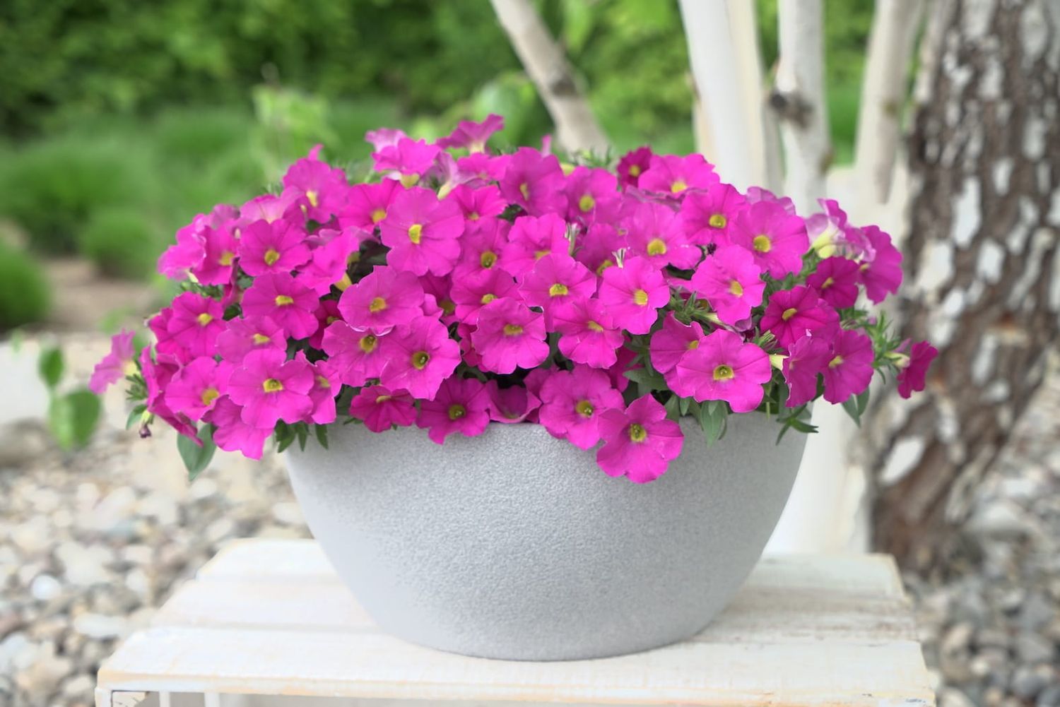 Petunia zwisająca &#39;The Power Sisters Pretty Pam&#39; Calibrachoa x Petunia