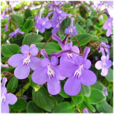 Skrętnik niebieski Streptocarpus