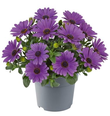 Stokrotka afrykańska lawendowa Osteospermum