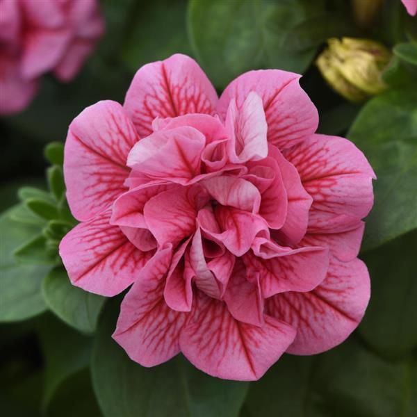 Petunia zwisająca podwójna &#39;Pink Red Veins&#39; Petunia hybrida