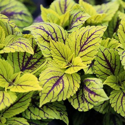 Koleus &#39;Nevada&#39; Coleus