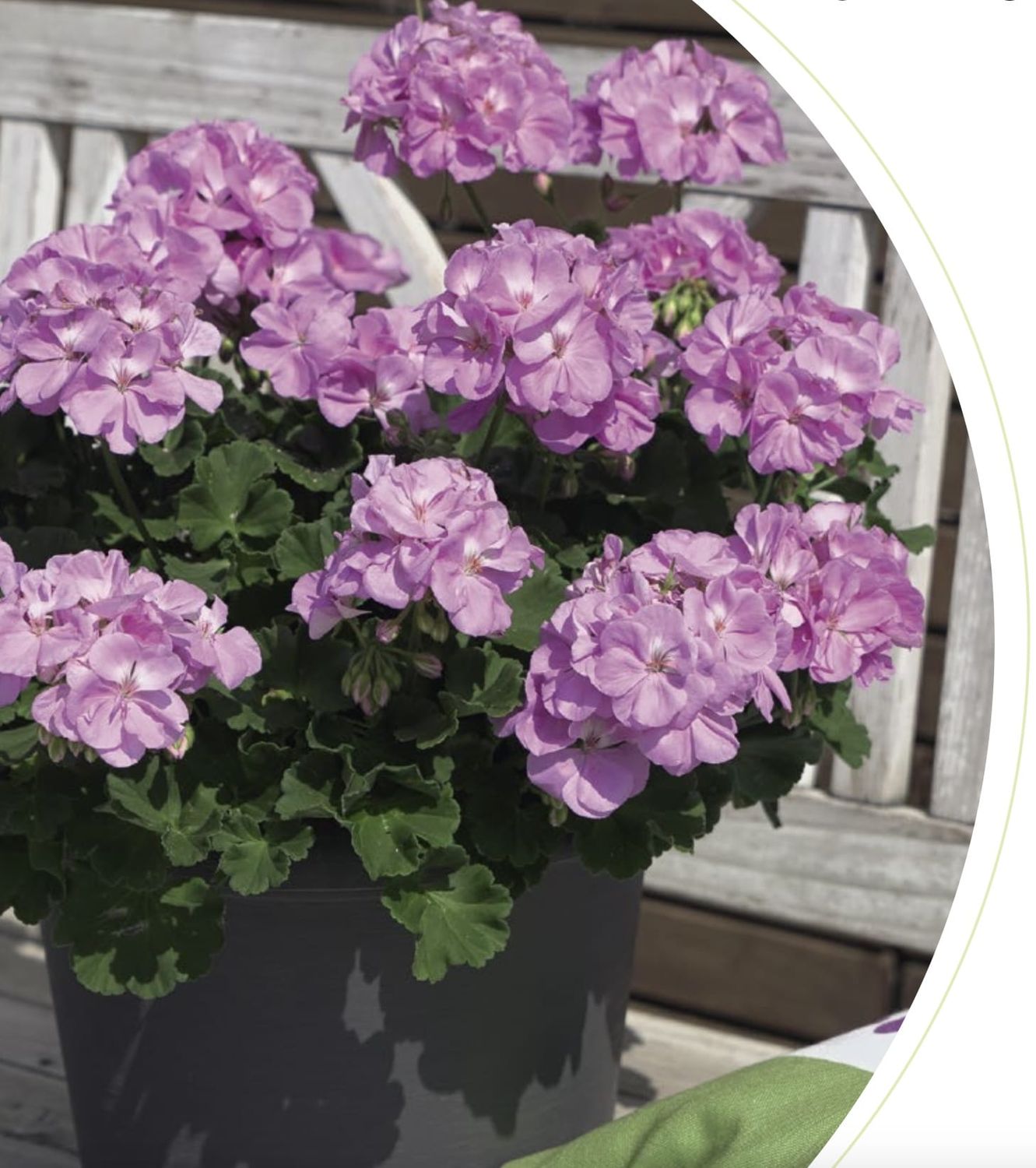 Pelargonia stojąca &#39;Lavina&#39; Pelargonium zonale