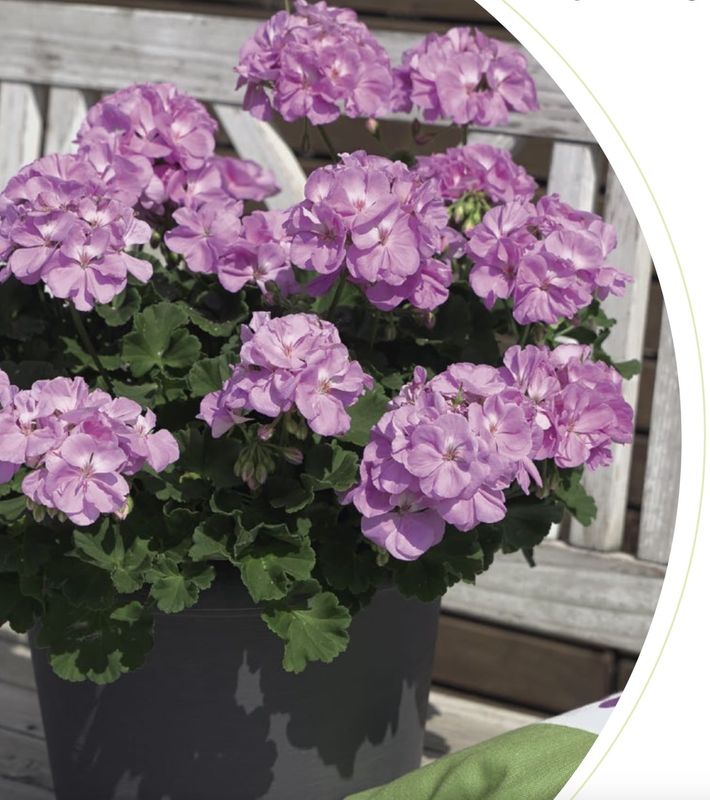 Pelargonia stojąca &#39;Lavina&#39; Pelargonium zonale