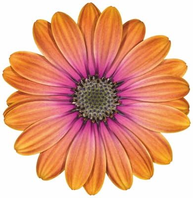 Stokrotka afrykańska złota z oczkiem Osteospermum