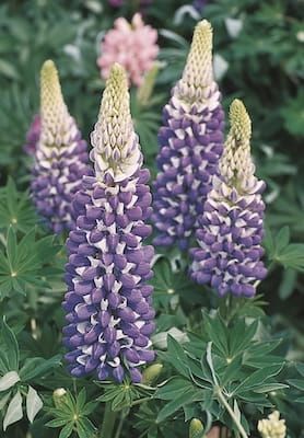 Łubin &#39;Legendary Blue Shades’ Lupinus hybrida