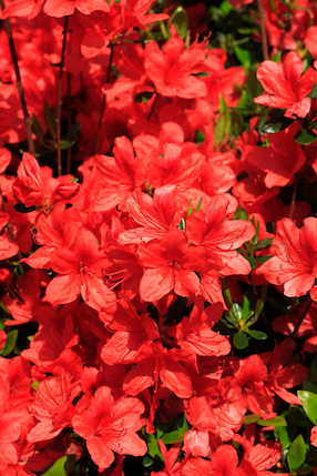 Azalia japońska &#39;Alexander&#39; Azalea japonica