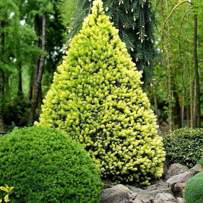 Świerk biały &#39;Maigold&#39; Picea glauca