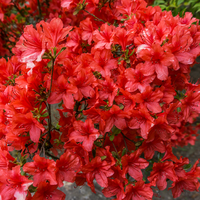 Azalia japońska &#39;Orange Beauty&#39; Azalea japonica