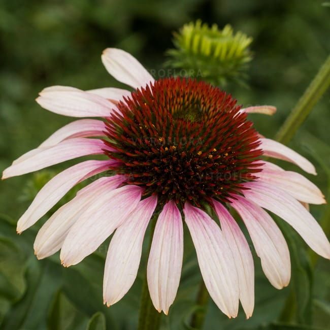 Jeżówka &#39;Pink Tip&#39; Echinacea hybrida