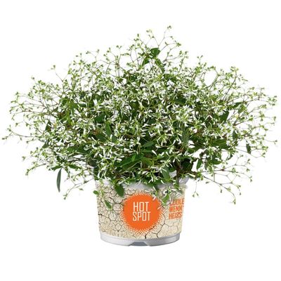 Wilczomlecz Gipsówka &#39;Silverfog White&#39; Euphorbia