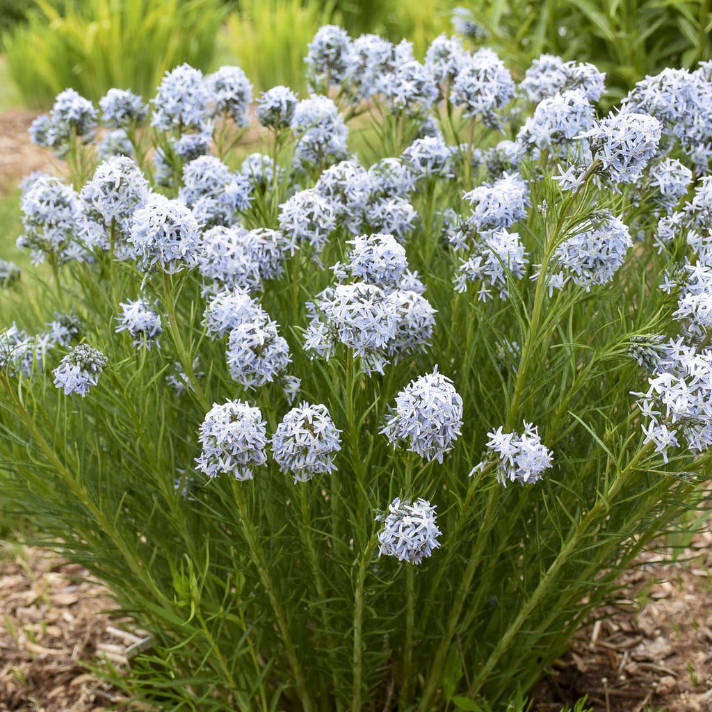 Amzonia &#39;String Theory&#39; Amsonia tabernaemontana