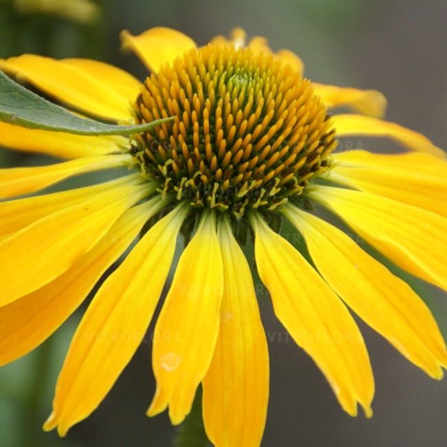 Jeżówka &#39;Skipper Golden&#39; Echinacea hybrida