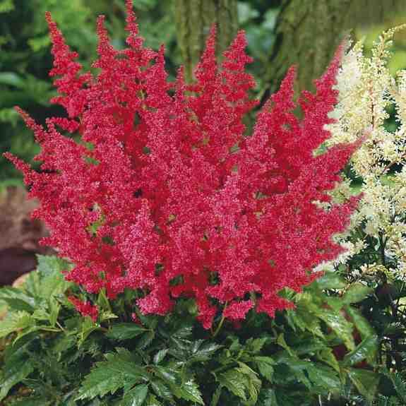 Tawułka Arendsa mix kolorów Astilbe