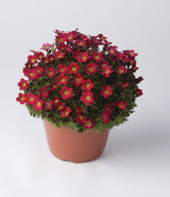Skalnica 'Pixi Pan Red' Saxifraga arendsii