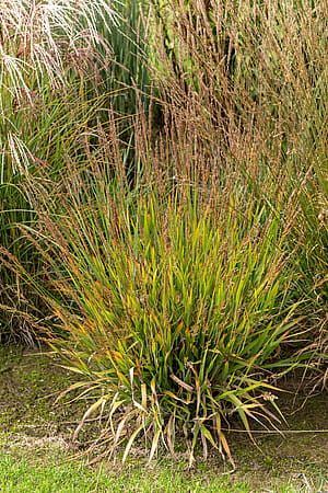 Trzciniak &#39;Cheju-Do&#39; Calamagrostis splendens