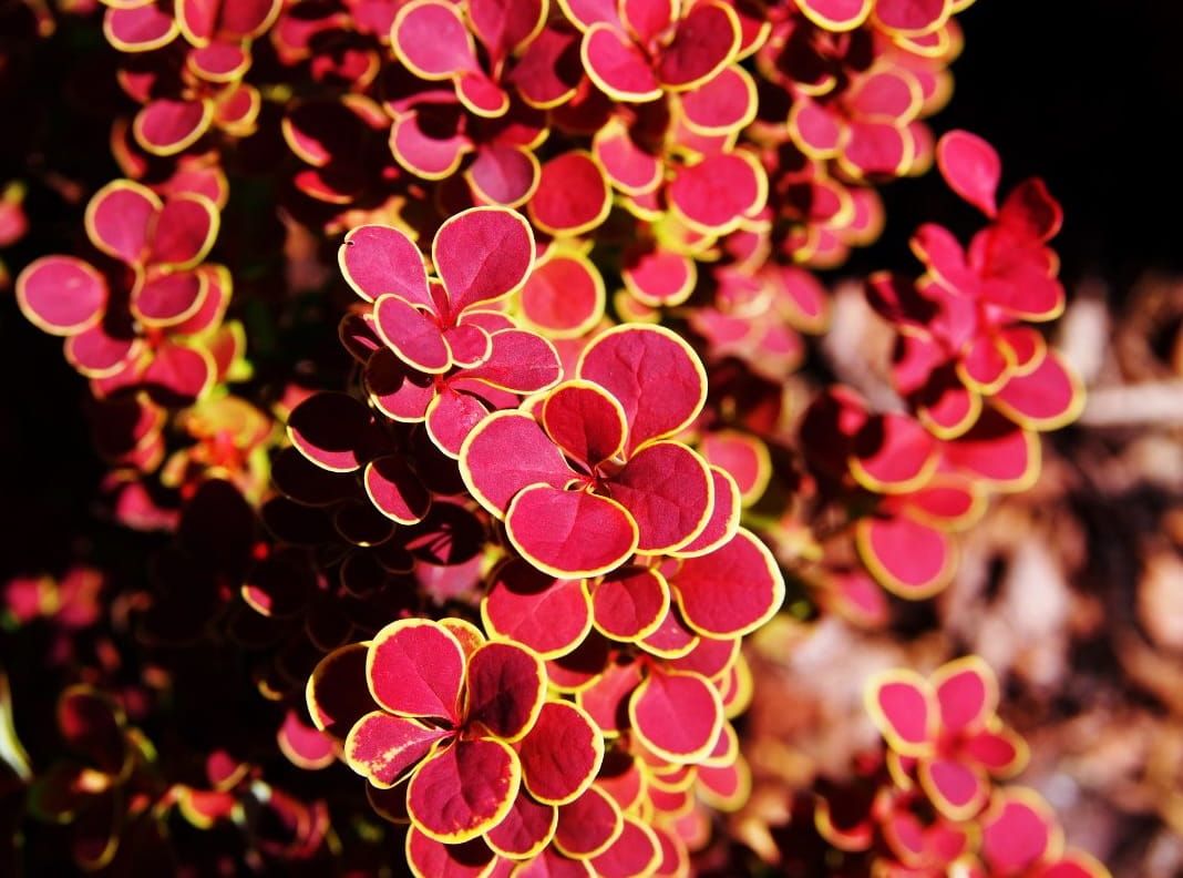 Berberys na pniu &#39;Orange Sunrise&#39; Berberis thunbergii