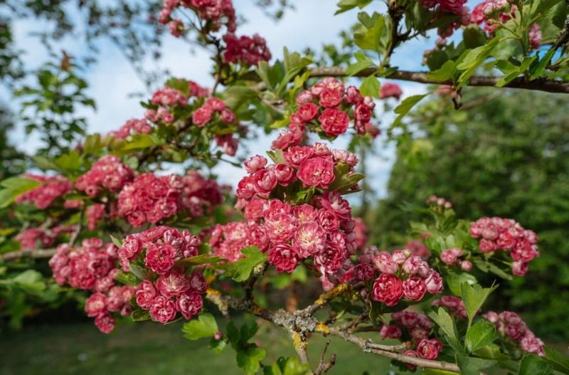 Głóg &#39;Paul&#39;s Scarlet&#39; Crataegus media