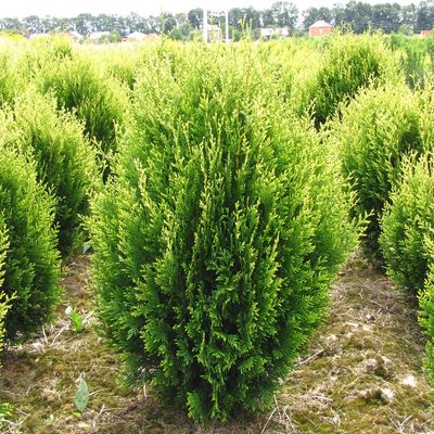 Tuja Żywotnik zachodni &#39;Kórnik&#39; Thuja occidentalis