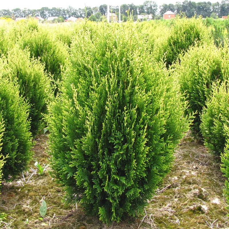 Tuja Żywotnik zachodni &#39;Kórnik&#39; Thuja occidentalis
