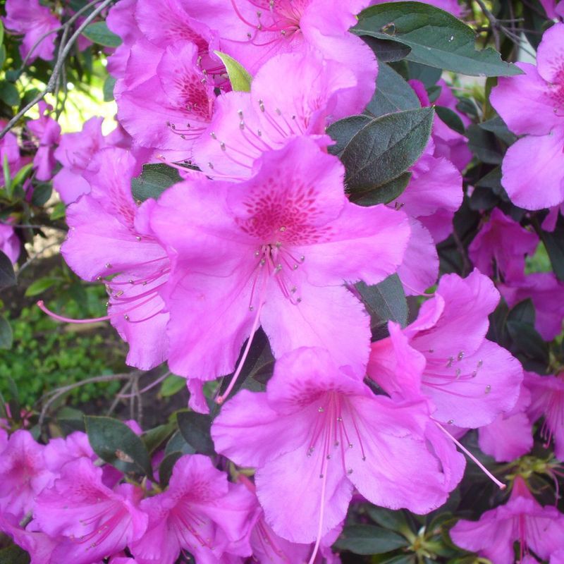 Azalia japońska 'Konigstein' Azalea japonica