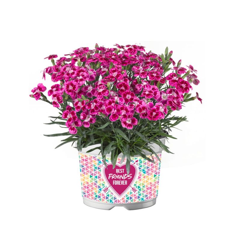 Goździk &#39;BFF Purple&#39; Dianthus hybrida
