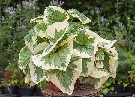 Brunnera &#39;Variegata&#39; Brunnera macrophylla