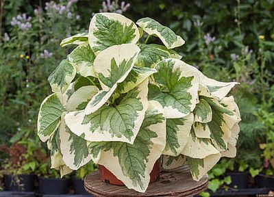 Brunnera &#39;Variegata&#39; Brunnera macrophylla