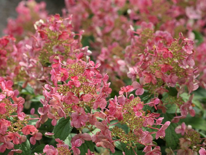 Hortensja na pniu 'Little Quick Fire' Hydrangea