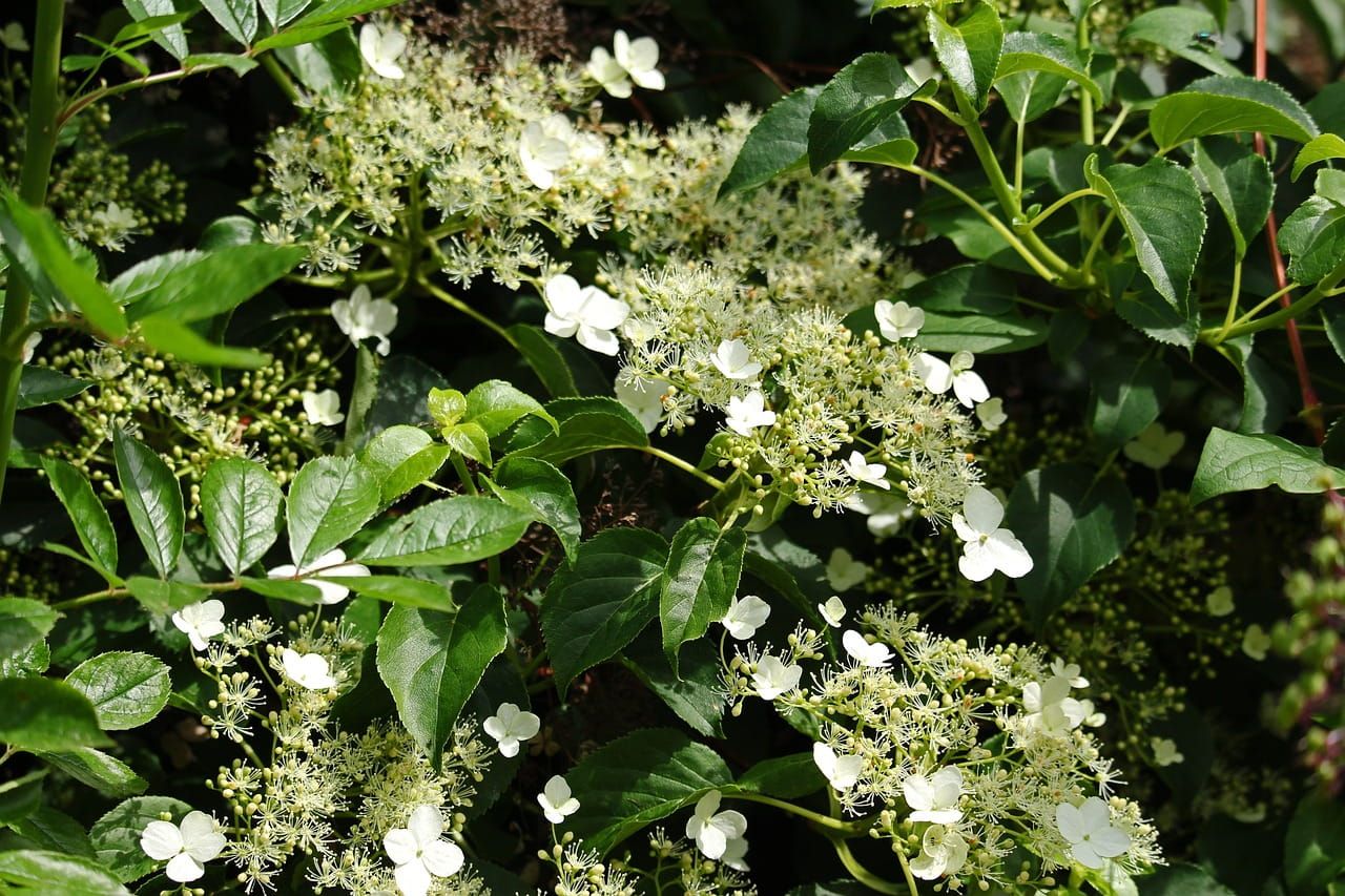 Hortensja pnąca Hydrangea petiolaris