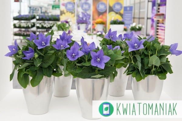 Rozwar mix kolorów &#39;Astra mix&#39; Platycodon grandiflora