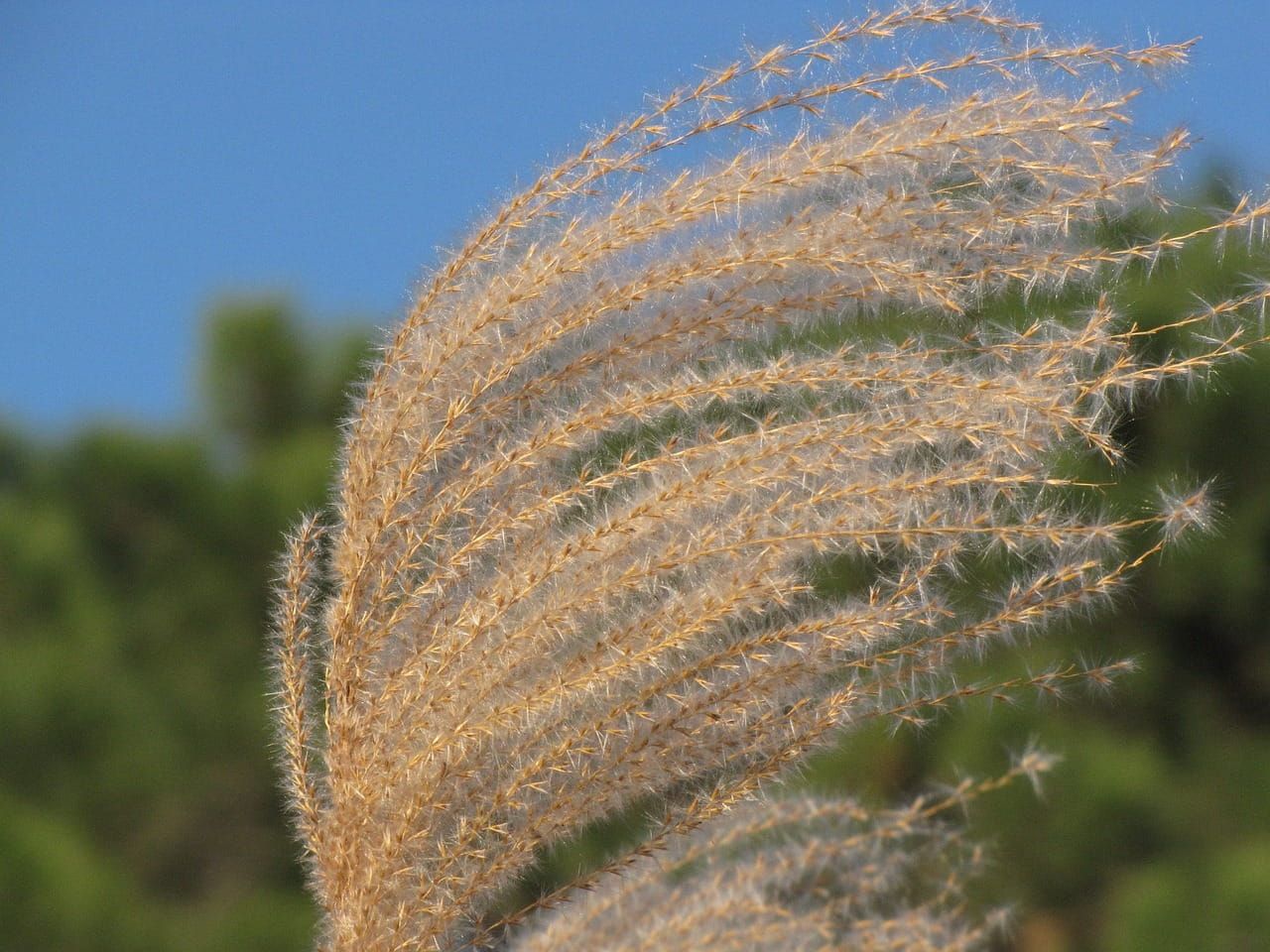 Miskant chiński &#39;Kleine Silberspinne&#39; Miscanthus sinensis