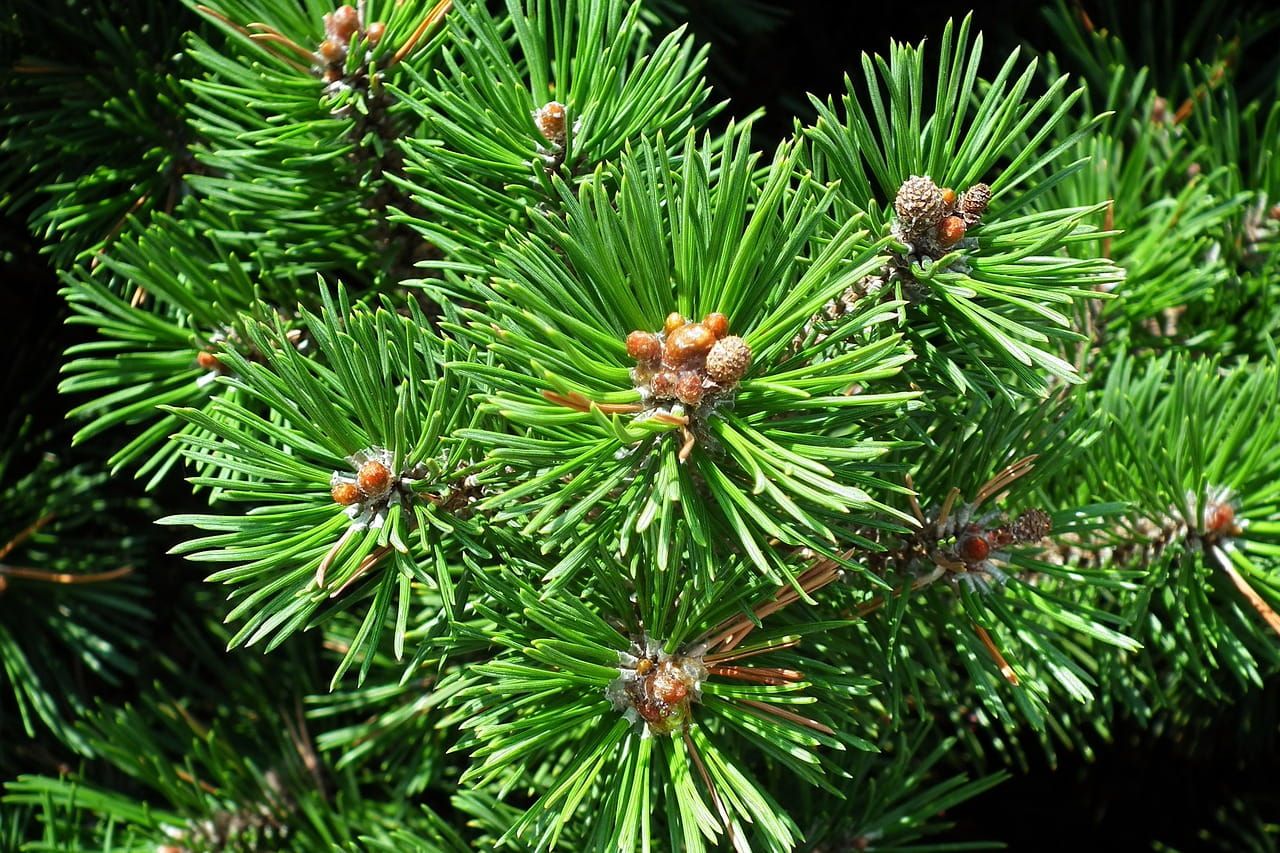 Sosna górska kosodrzewina na pniu &#39;Mops&#39; Pinus mugo