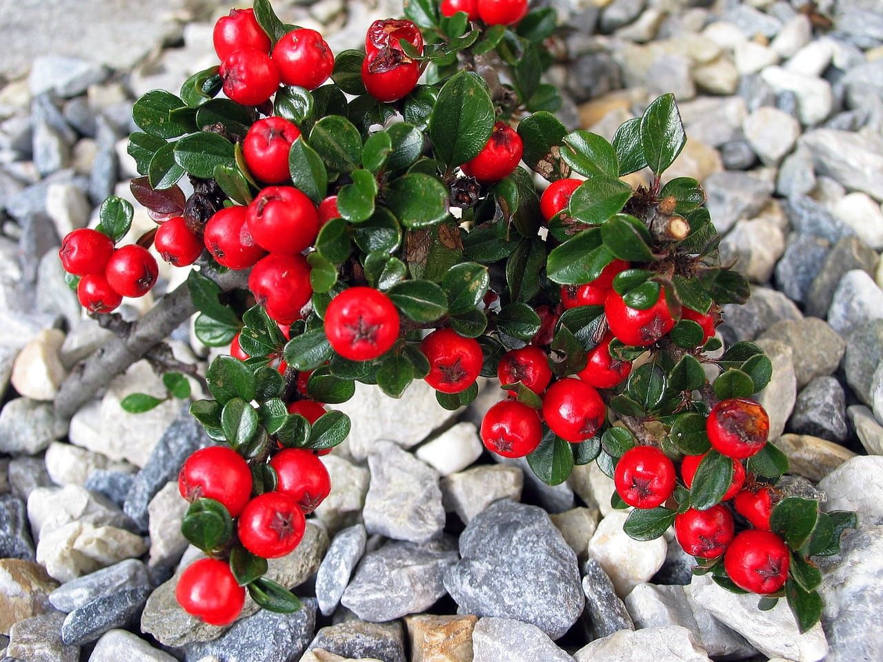 Irga szwedzka na pniu &#39;Coraz Beauty&#39; Cotoneaster suecicus