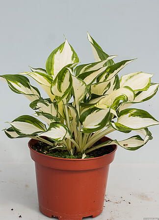Funkia &#39;Fire and Ice Funkia&#39; Hosta