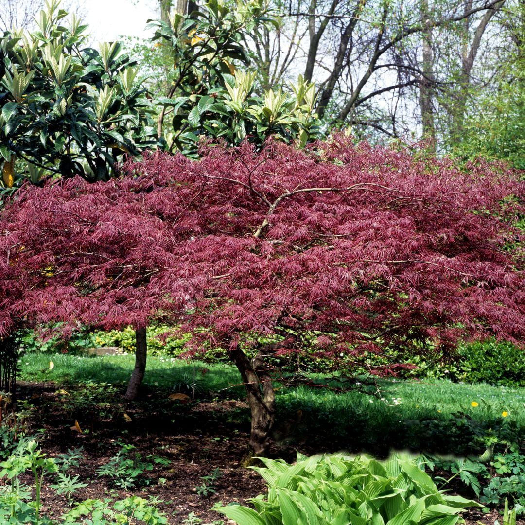 Klon palmowy na pniu &#39;Ineba Shidare&#39; Acer palmatum