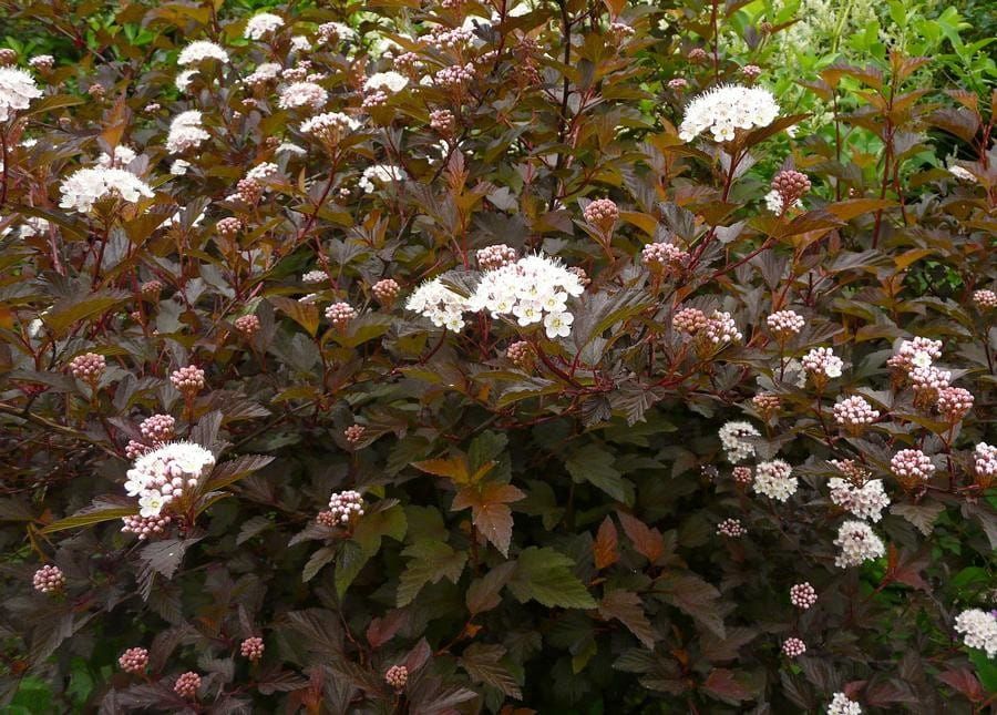 Pęcherznica kalinolistna na pniu &#39;Diabolo&#39; Physocarpus opulifolius
