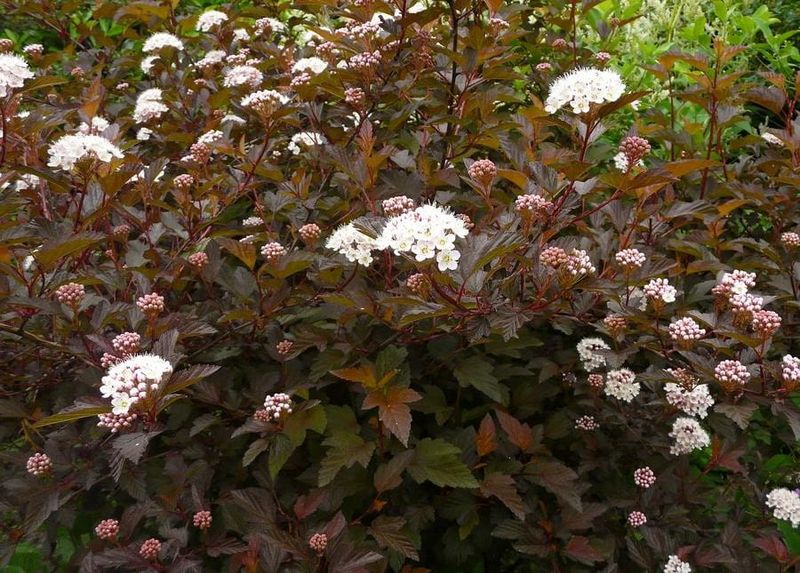 Pęcherznica kalinolistna na pniu &#39;Diabolo&#39; Physocarpus opulifolius