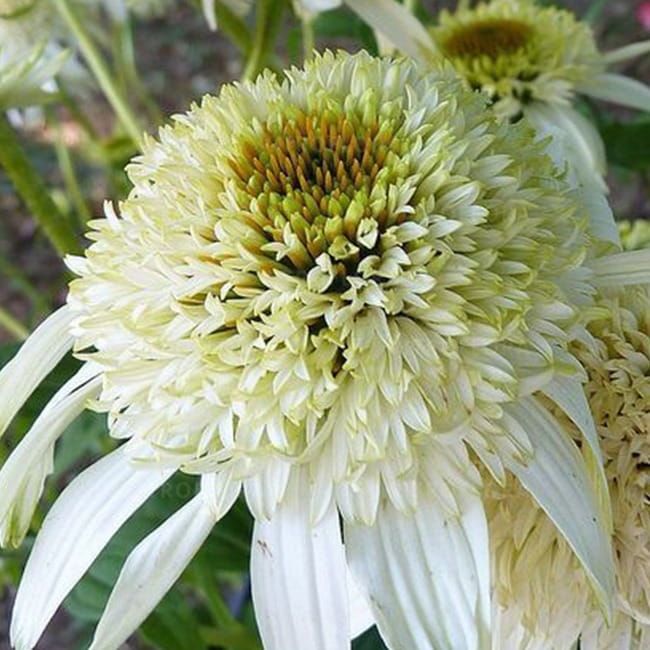 Jeżówka &#39;White Double Delight&#39; Echinacea hybrida