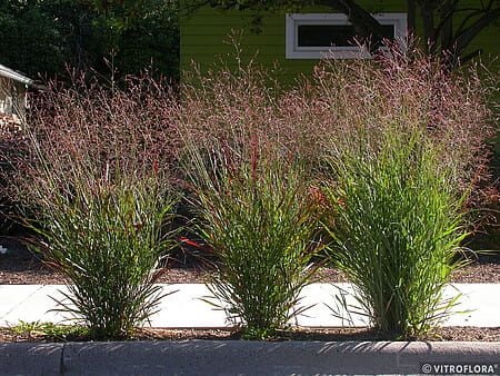 Proso &#39;Warrior&#39; Panicum virgatum