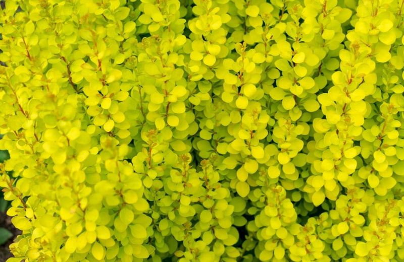 Berberys na pniu &#39;Maria&#39; Berberis thunbergii