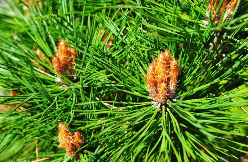 Sosna na pniu &#39;Low Glow&#39; Pinus densiflora