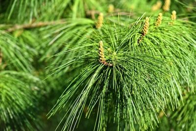 Sosna himalajska Pinus wallichana