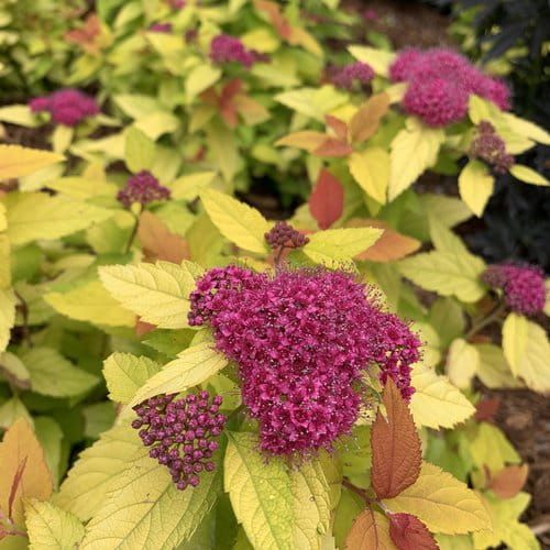 Tawuła japońska &#39;Double Play Candy Corn&#39; Spiraea  japonica
