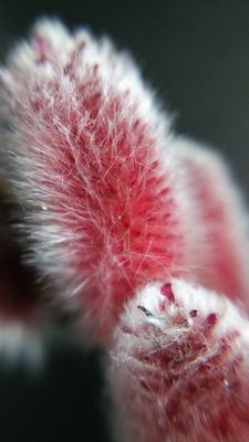 Wierzba na pniu &#39;Mount Aso&#39; Salix gracilistyla