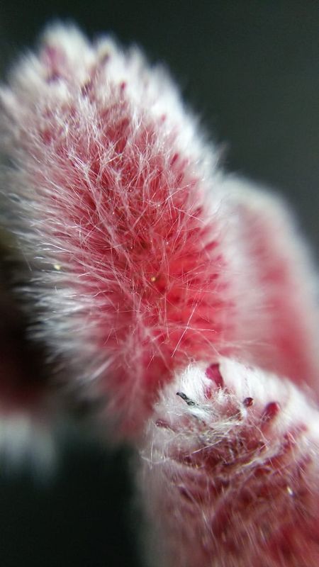 Wierzba na pniu &#39;Mount Aso&#39; Salix gracilistyla