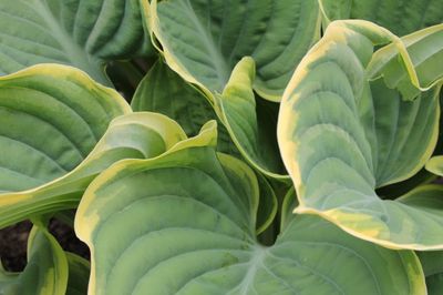 Funkia &#39;Summer in Georgia&#39; Hosta